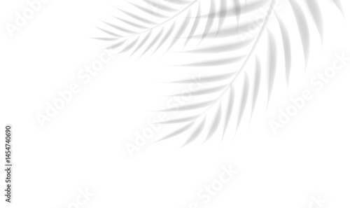 Palm Tree Branch And Isolated White Background