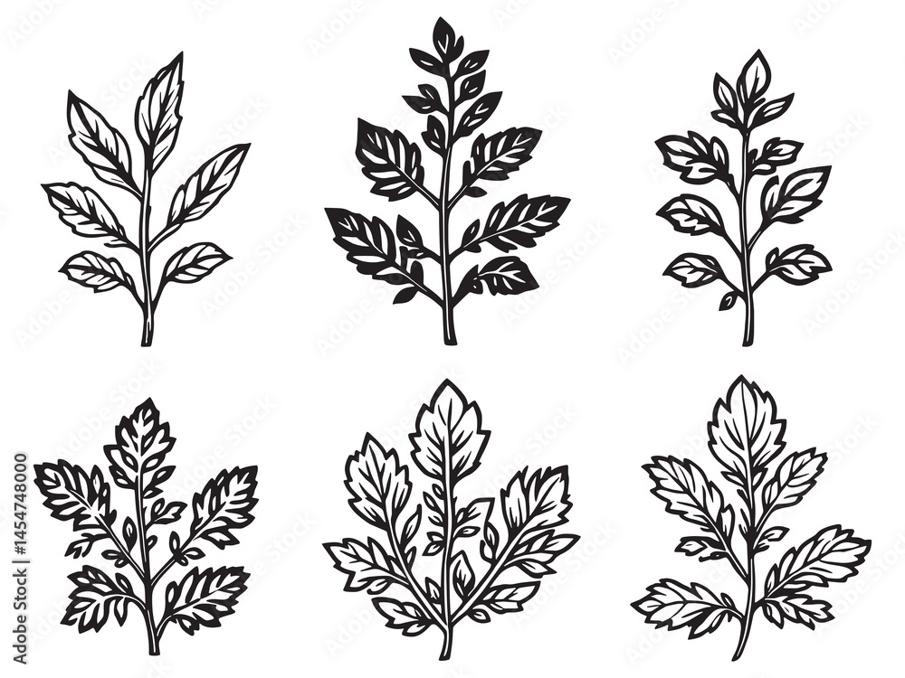 Fototapeta premium Marjoram leaf vector drawing elegant botanical illustration