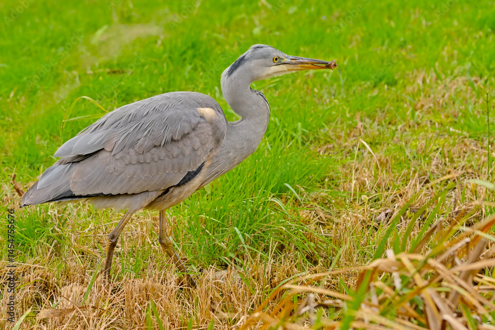 Young grey heron walking in a ditch in Bourgoyen nautre reserve, Ghent, Flanders, Belgium - Ardea cinerea Young grey heron walking in a ditch in Bourgoyen nautre reserve, Ghent, Flanders, Belgium - Ardea cinerea