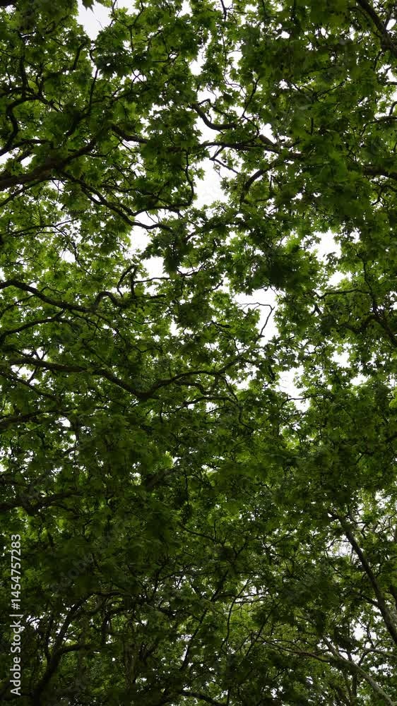 Lush Green Canopy Dense Tree Branches Summer Foliage Overhead View Nature Background Lush Green Canopy Dense Tree Branches Summer Foliage Overhead View Nature Background