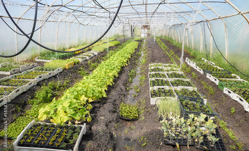 Organic vegetables and seedlings grown in a foil tunnel.