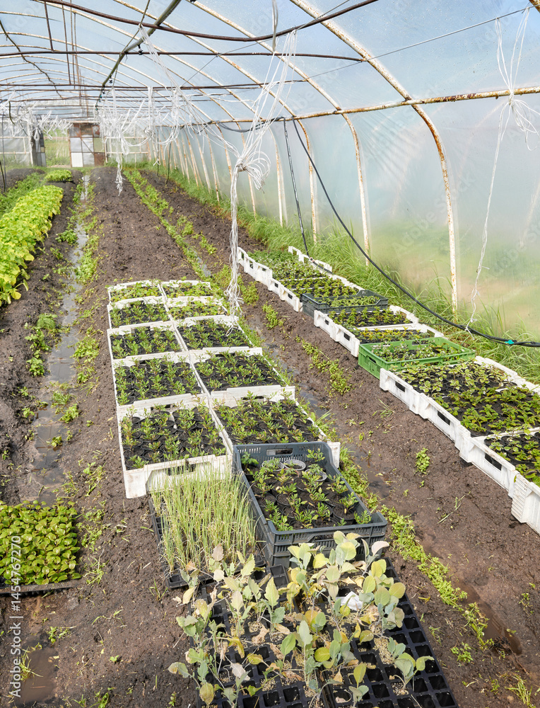 Organic vegetables and seedlings grown in a foil tunnel.