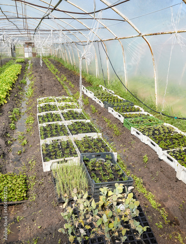 Obraz na płótnie Organic vegetables and seedlings grown in a foil tunnel. w salonie