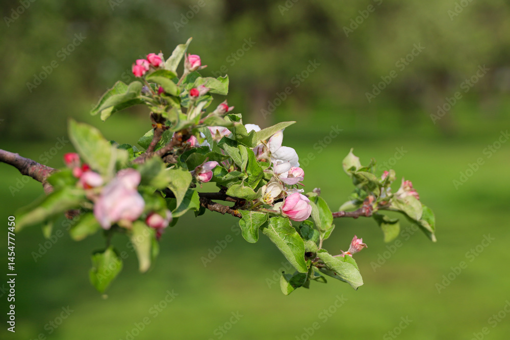 Apple blossom in spring garden. Pink flowers and red buds on a tree branch