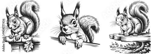 Set of squirrel, vector illustration.