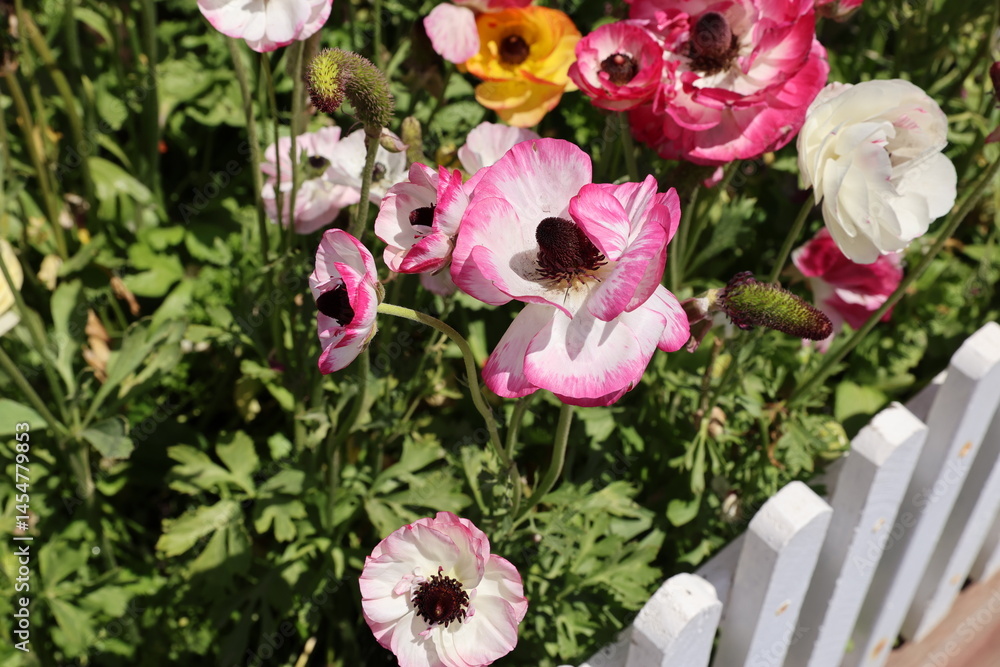 Obraz premium garden ranunculus 