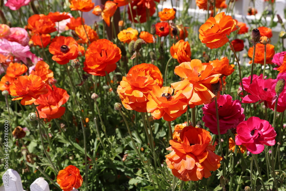 Obraz premium orange ranunculus 