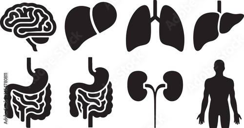Human organ anatomy icon set with vector glyph pictograms representing brain, heart, lungs, liver, stomach, intestine, kidney for medical healthcare purposes