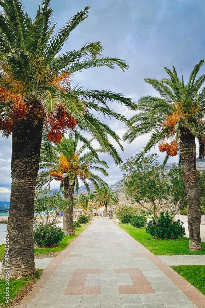 Fototapeta premium Evergreen palm trees along the path. Beautiful view, Italy. Vertical photo.