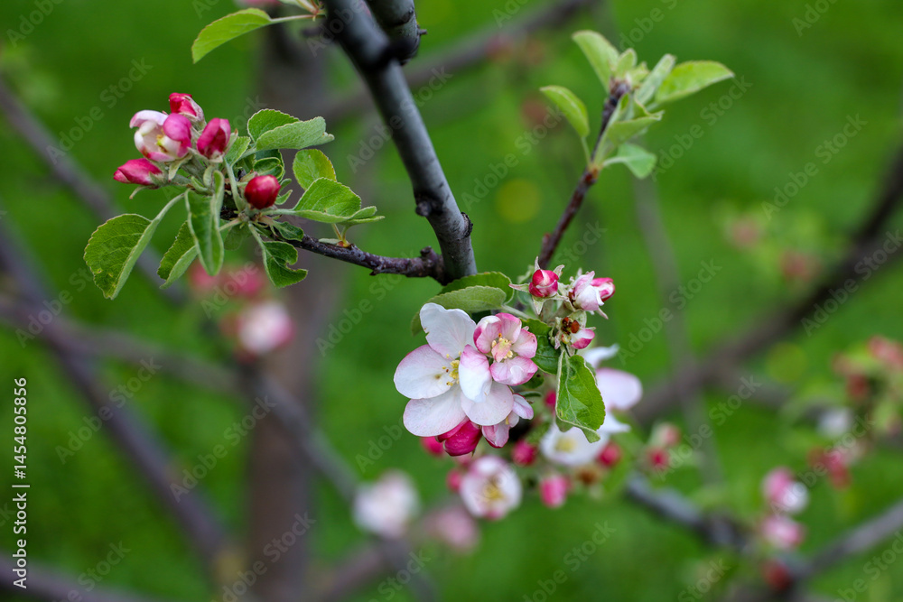Apple blossom in spring garden. White flowers and pink buds on a tree branch