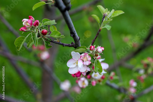 Obraz na płótnie Apple blossom in spring garden. White flowers and pink buds on a tree branch w salonie