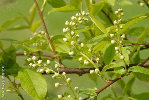 Flowers of Prunus padus, known as bird cherry, hackberry, hagberry, or Mayday tree.