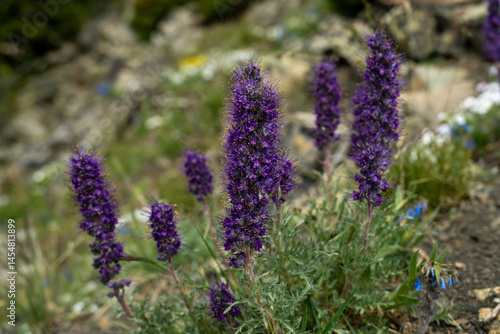 Yellow Tips of Purple Fringe Wildflowers in Yellowstone