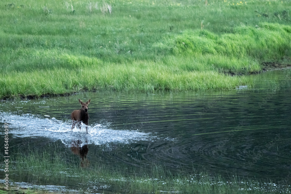 Young Moose Splashes Through Pond In Rocky Mountain