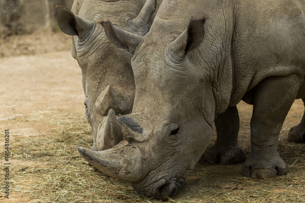 Obraz premium rhino in the wild