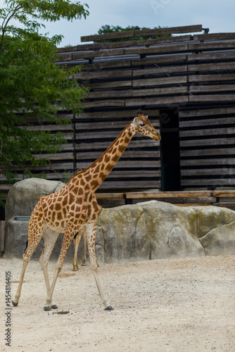 Photography giraffe in the zoo