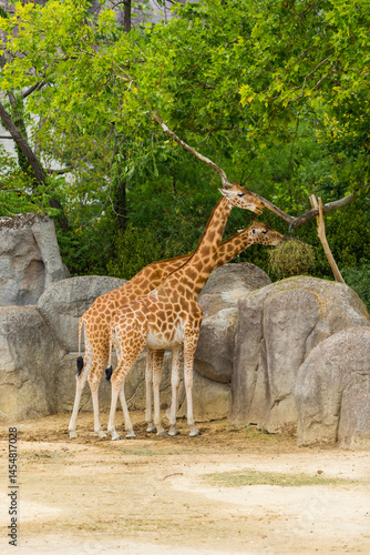 Canvas Print giraffe in the wild