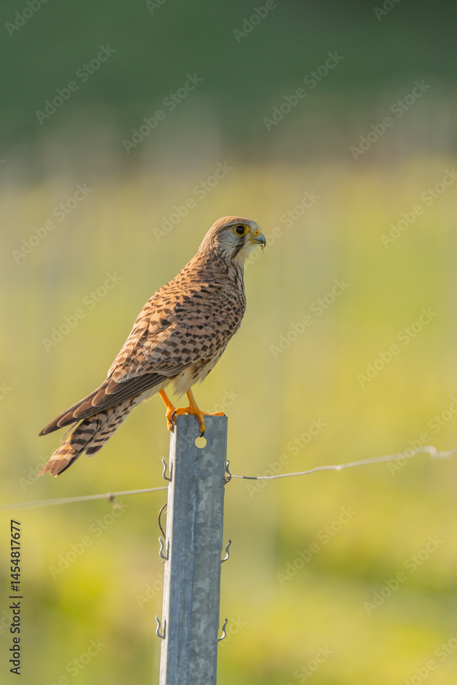 Kestrel (Falco tinnunculus) hunting perched on a post in the vineyard. Kestrel (Falco tinnunculus) hunting perched on a post in the vineyard.