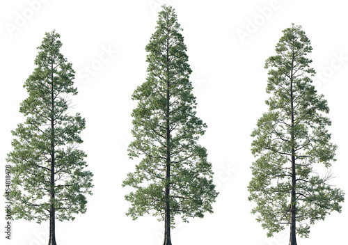 Set of Metasequoia glyptostroboides (the dawn redwood) frontal set trees isolated png on a transparent background perfectly cutout