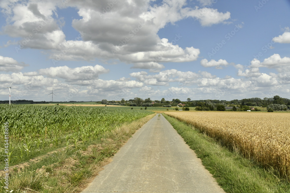 Fototapeta premium Route de campagne entre un champ de maïs et de blé à Hellebecq (Silly)