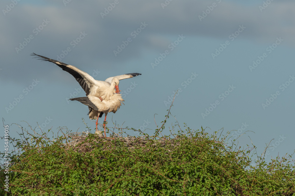 Fototapeta premium Two birds are standing on a nest, white stork (ciconia ciconia) breeding.