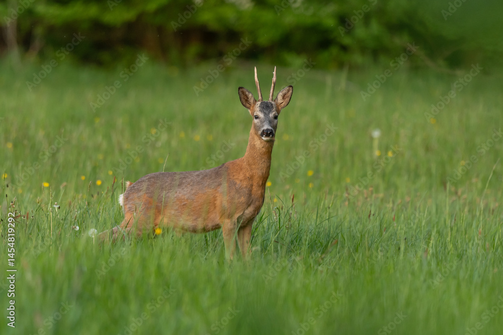 A graceful Roe deer stands in a sun-drenched field, its gaze direct and curious, capturing a peaceful wildlife moment. A graceful Roe deer stands in a sun-drenched field, its gaze direct and curious, capturing a peaceful wildlife moment.