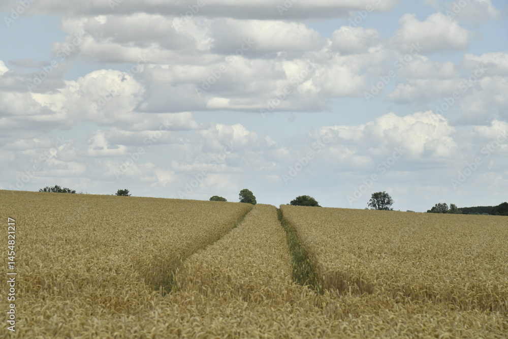 Fototapeta premium Cumulus de beau temps au dessus d'un champ de paille à Hellebecq (Silly)