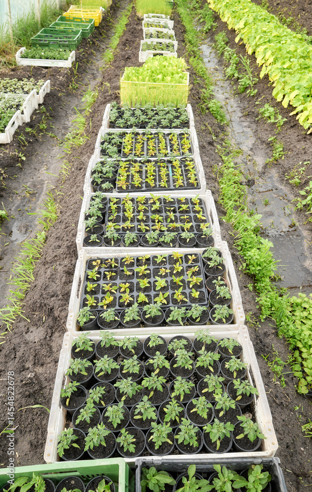 Organic seedlings grown in a foil tunnel.