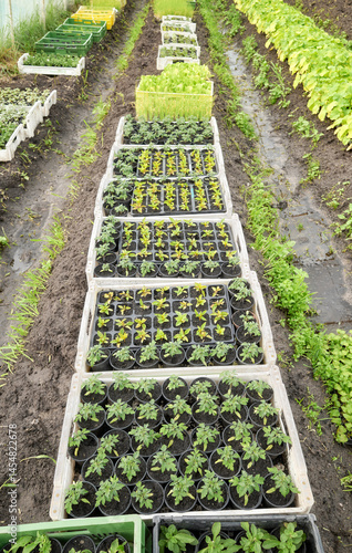Obraz na płótnie Organic seedlings grown in a foil tunnel. w salonie