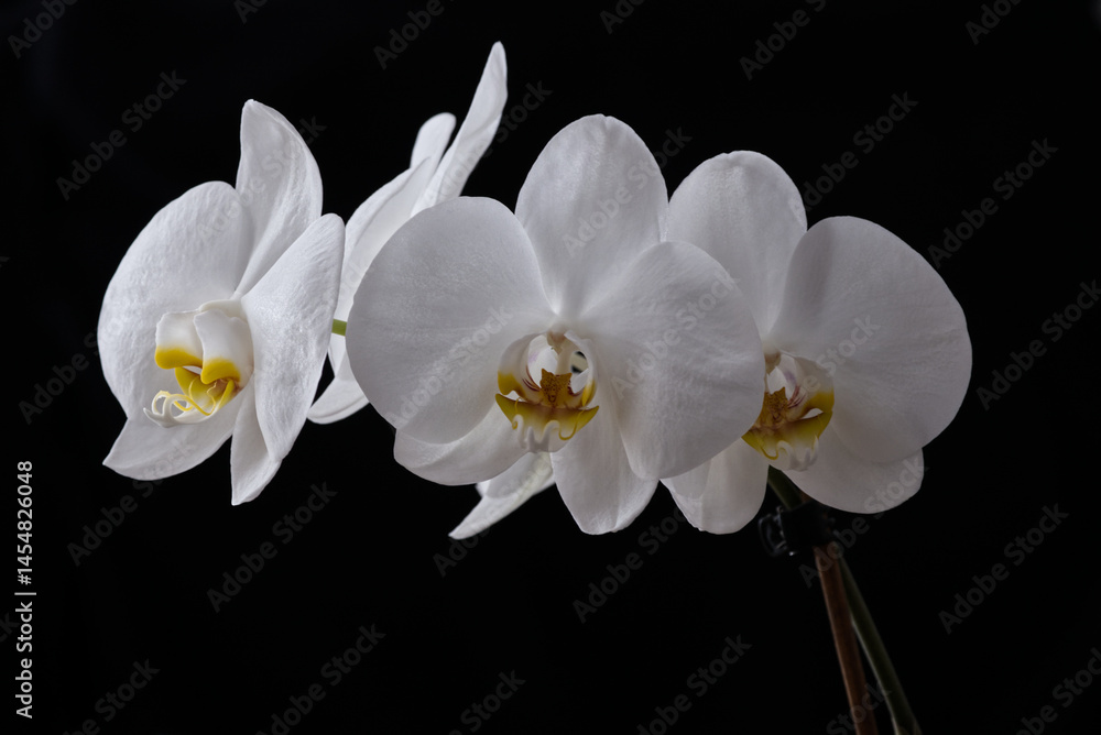 White Orchid Flower Isolated on Black Background