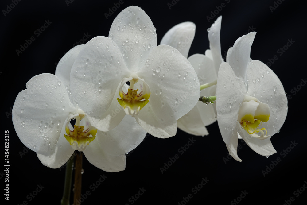 White Orchid Flower Isolated on Black Background