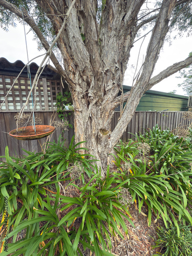 Photograph of an old tree in a residential garden that has severe age and weather damage to all external trunk and branch elements.