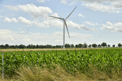 Éolienne près d'un champ de maïs à Ghislenghien (Ath)