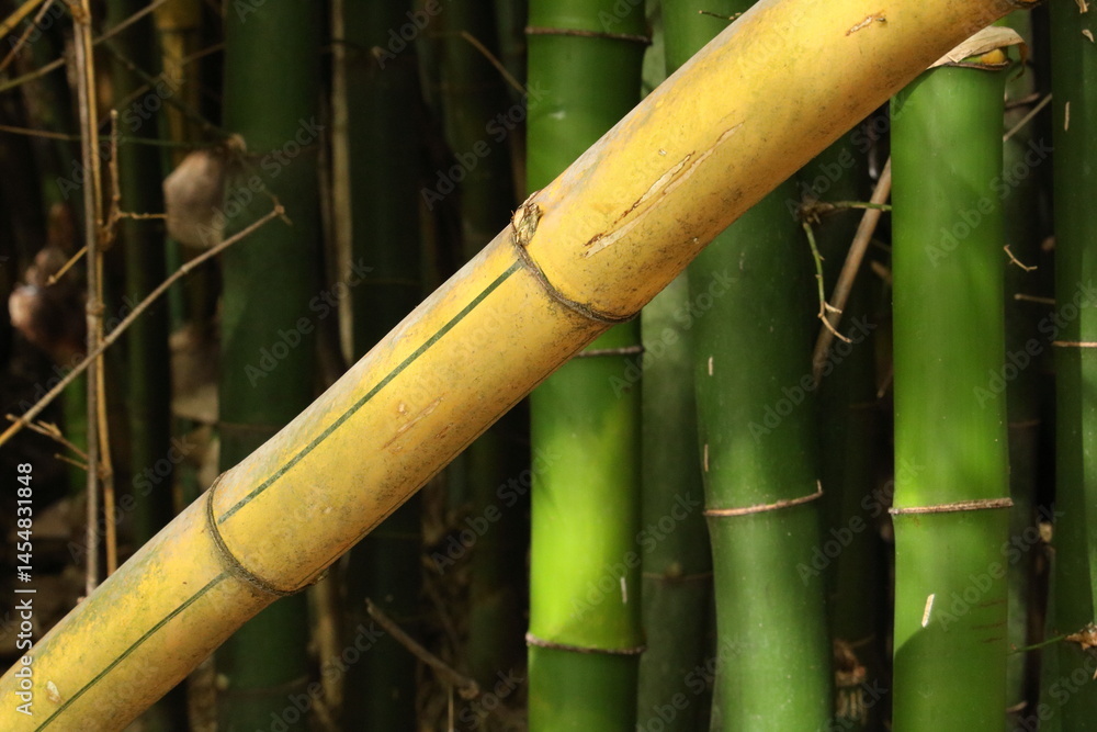 Fototapeta premium Bambu gigante, bambu amarelo, bambu verde