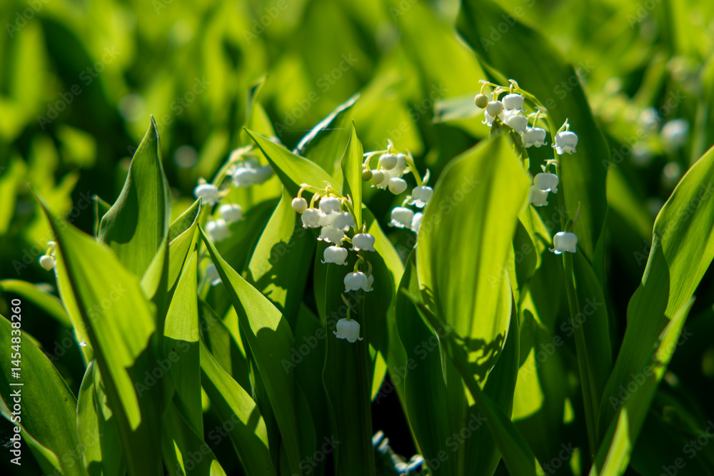 Photography Poster Convallaria majalis, a delicate white lily of the valley, blooming