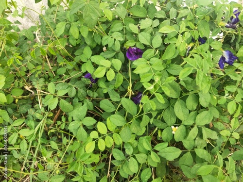 butterfly pea flower