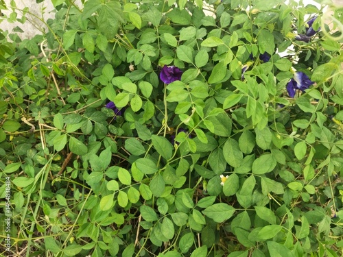 butterfly pea flower