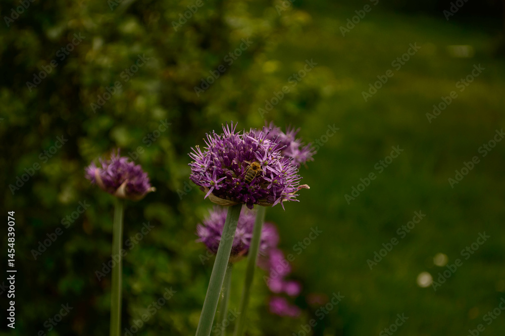 Obraz premium purple thistle flower in spring
