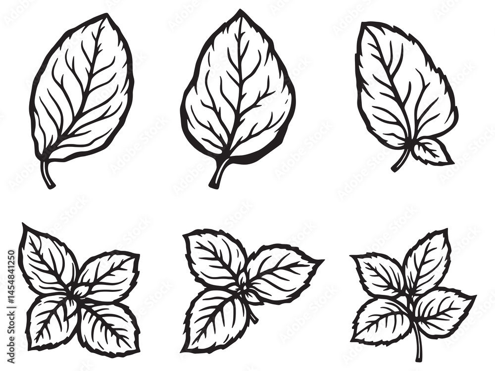 Minimalistic Basil Leaf Sketch Art for Modern Design Minimalistic Basil Leaf Sketch Art for Modern Design