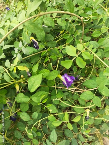 butterfly pea flower