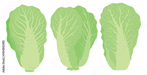 Chinese cabbage icon set in the flat style on white background.