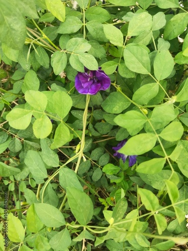 butterfly pea flower