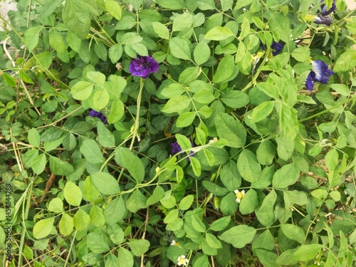 butterfly pea flower