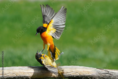 Baltimore Orioles on a bright spring day