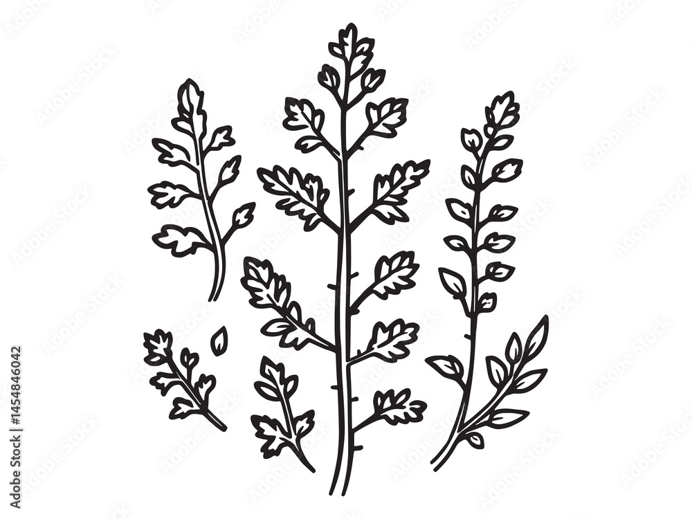 Minimalistic line art oregano leaf drawing for creatives Minimalistic line art oregano leaf drawing for creatives