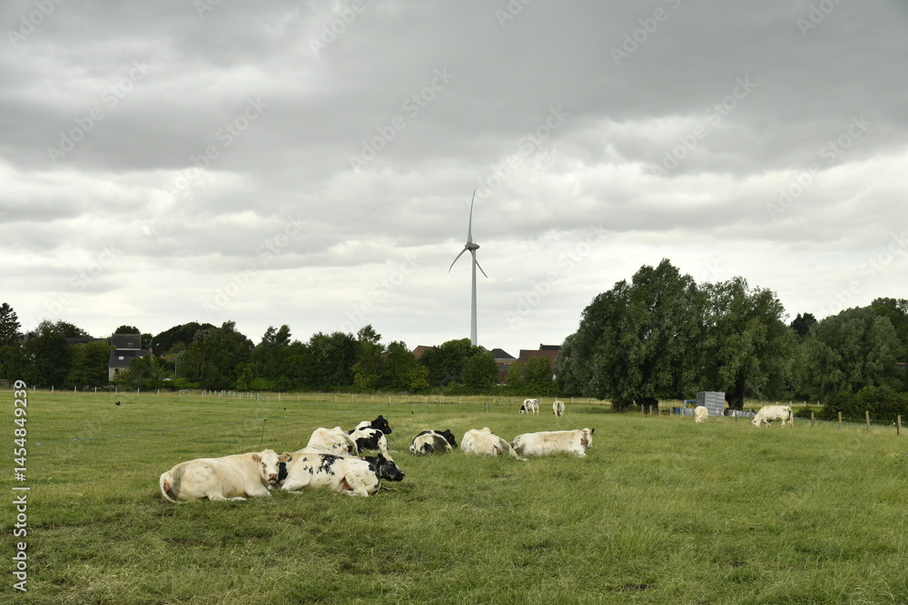 Fototapeta premium Pâturage sous un ciel gris à Ghislenghien (Ath) 