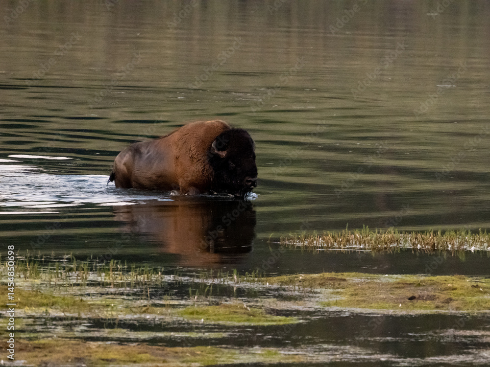 Large Male Bison Crossing Yellowstone River