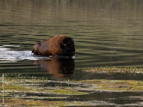 Obraz na płótnie Large Male Bison Crossing Yellowstone River w salonie