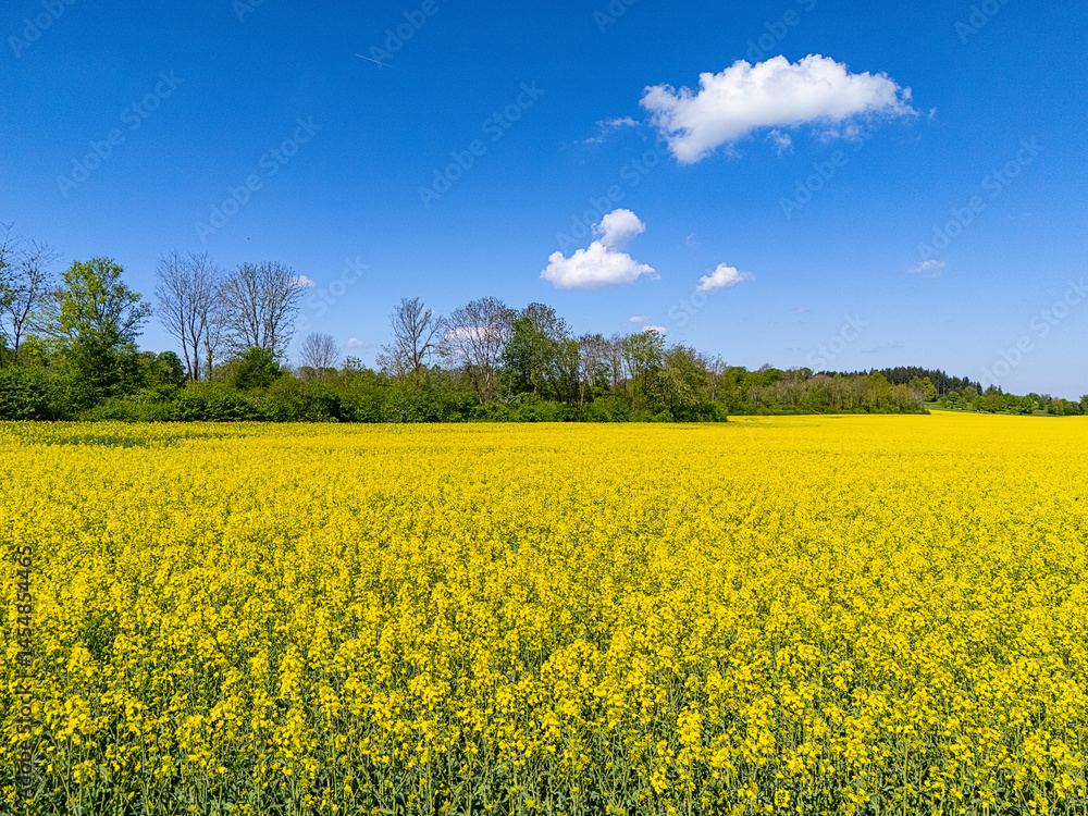 Landscape of a yellow rapeseed field, trees and blue sky with small clouds Landscape of a yellow rapeseed field, trees and blue sky with small clouds