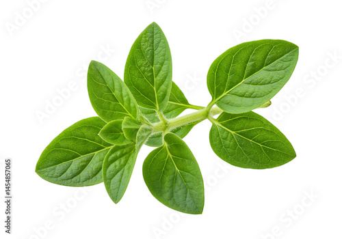 Fresh oregano sprig isolated on black background